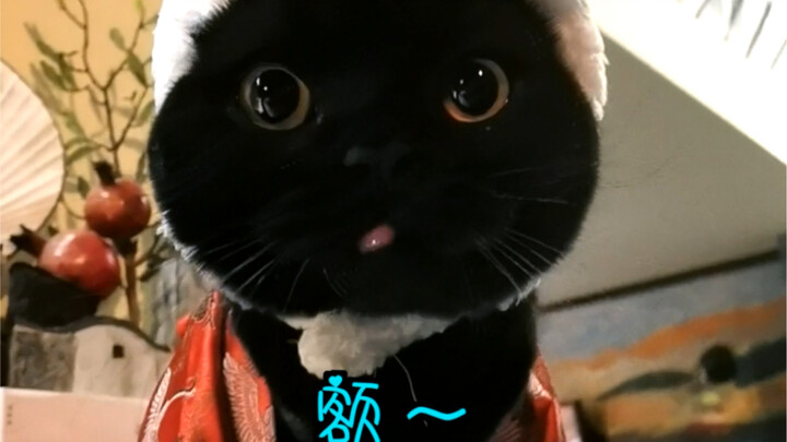 المُعتني بالقطط: حتى وأنت أمامي مش شايفك! القط الأسود: ليه بتجيبني دايمًا؟ المُعتني بالقطط: ؟؟؟