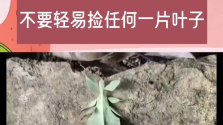 Nanny Bug: I’m not a “nanny”—I’m a real bug!