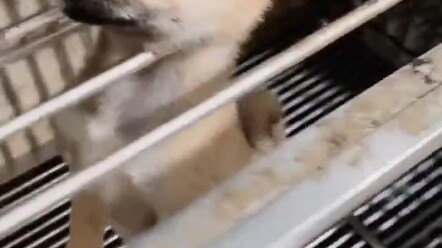 Shoot me, damn it—save me already!