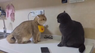 Mập và hung dữ 😾😾