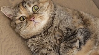 Do you like listening to the cat flute?