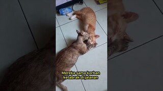 MAU NANGIS LIHAT TOM DI MANDIIN KUCING SAHABATNYA