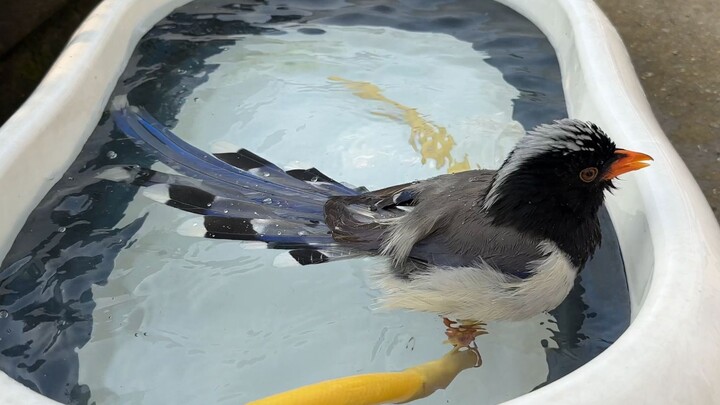 Fenikas bermain di air, ini terlalu indah!