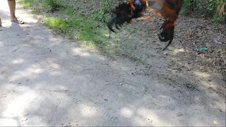 Sweater Vs. Aseel-Boston Roundhead :)