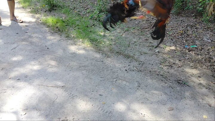 Sweater Vs. Aseel-Boston Roundhead :)