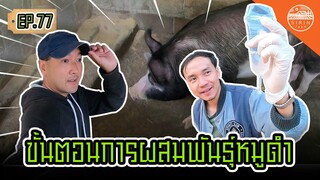 ขั้นตอนการผสมพันธุ์หมูดำ - สิรินทร์ฟาร์ม EP.77