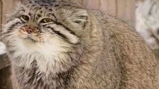 Following mom, using the tail to support little feet