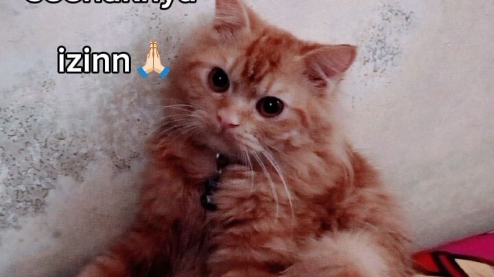 kucing kesayangan