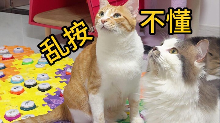 The communication buttons are all being pressed randomly! Does the cat not understand?