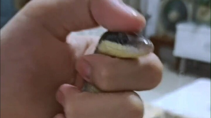 ฉันจับงู vs น้องสาวฉันจับงู