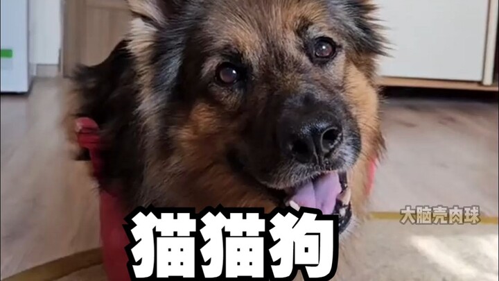 Anak anjing German Shepherd yang menganggap dirinya kucing~