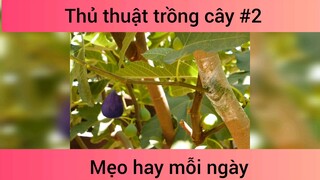 Mẹo thủ thuật trồng cây p2