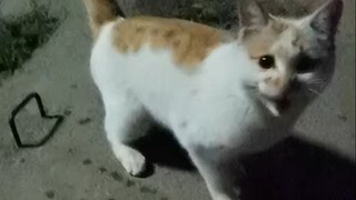 喂流浪猫遇到了一只话唠小猫，全程边吃边说