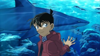 Ai nói cô ấy là một con cá mập VS Shinichi nói anh ấy là một con cá mập