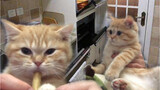 Hewan|Gabungan Cuplikan Video Lucu Kucing