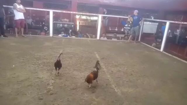 boston flarry eye June Sevilla line