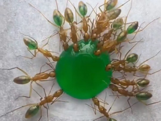 The civil war has officially begun.