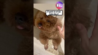 Màn thể hiện tình cảm mà bao chàng mơ ước 😂 #Shorts #Yeulu #Yeuluofficial
