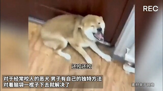 惩治恶狗合集