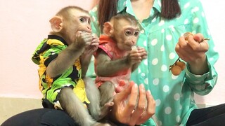 Mom feed and amuse Mino and Coconut monkeys with fruits and toys