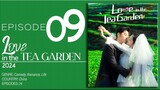 🇨🇳EP9 Love In The Tea Garden (2024)