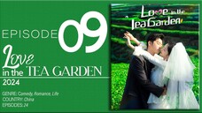 🇨🇳EP9 Love In The Tea Garden (2024)