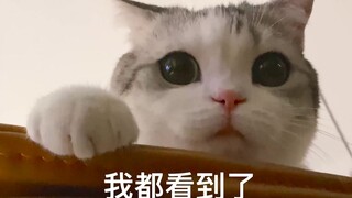 跟猫咪对视的后果只有一个——挨揍！