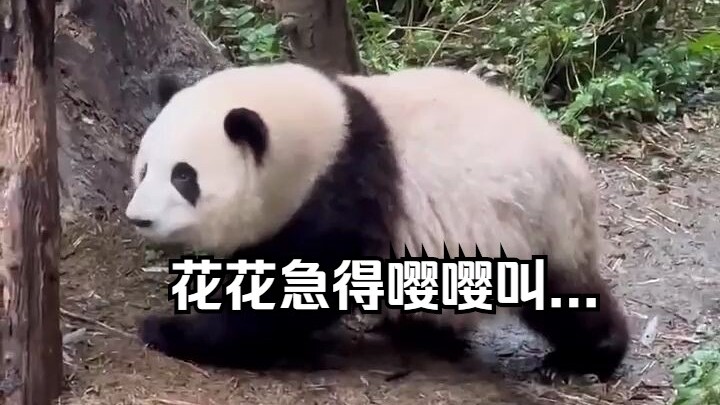 One day during PE, Huahua noticed that Grandpa was nowhere to be found and started whimpering with w