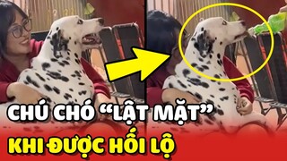 Chú chó LẬT MẶT, MẶC KỆ CHỦ khi được HỐI LỘ đồ ngon 😂 | Yêu Lu