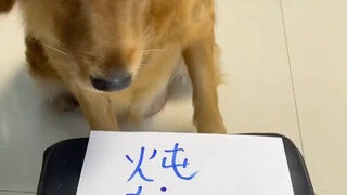 ตอนสอบเข้ามหาวิทยาลัย สุนัขตัวนี้นั่งข้างๆ ฉัน😆 นี่คือสุนัขที่เคยเรียนมหาวิทยาลัยแล้วเหรอ