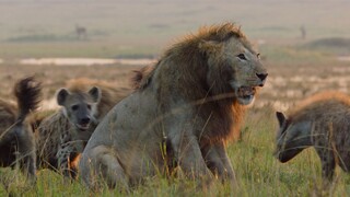 "Egg-Opening Expert"