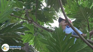 Sườn Non Hầm Sa Kê Ngon Khỏi Chê | Hội Ngộ Miền Tây - Tập 122