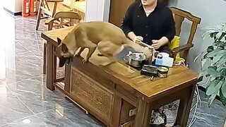 Kakak laki-laki berkelahi dengan anjing, hahaha