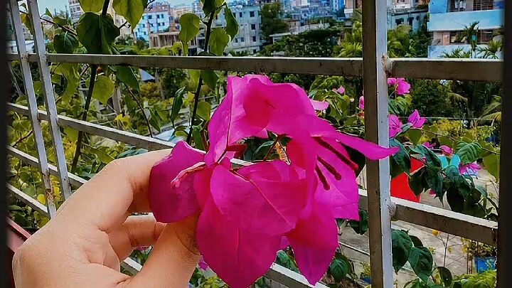 the flowers