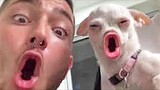 Funniest Dogs Reaction - Funny Animal Videos 2023 🐶😹  | Pets Island