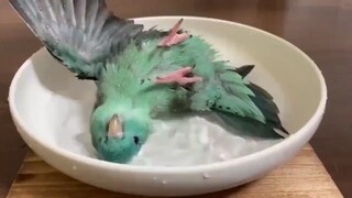 Tắm thật thoải mái~