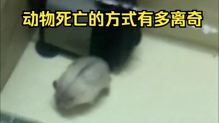 动物离奇死亡鉴定27