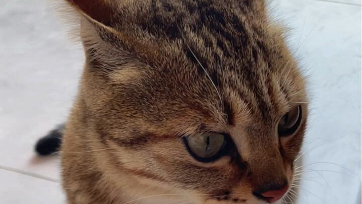 Dengar aku, kalau mau pelihara kucing, pilihlah kucing macan tutul!