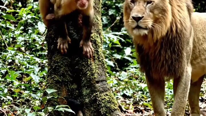 sher a gaya