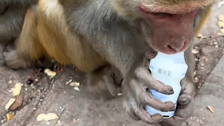 ลิงน่ารักเกินไปแล้ว!