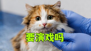 猫绝育，要演戏吗？