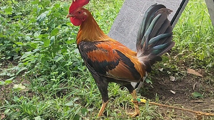 super#🚀pumpkin 🐓