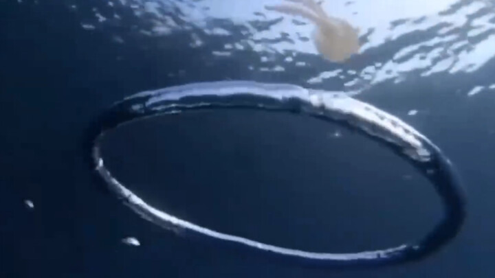 Bubble circle + jellyfish = ?