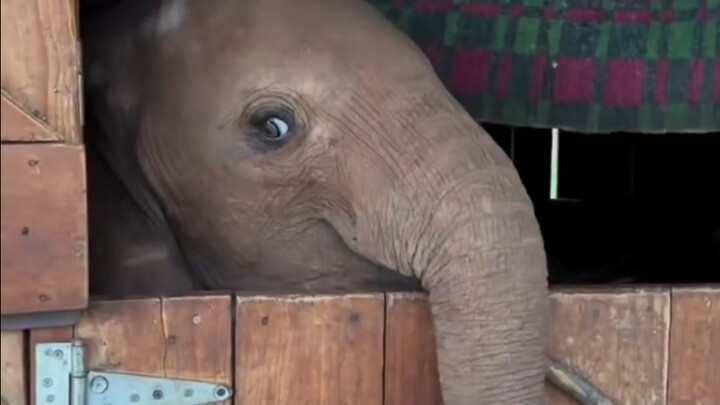 害羞的小象，想和你做好朋友