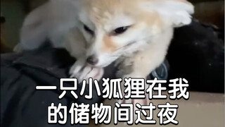 一只小狐狸在我的储物间过夜