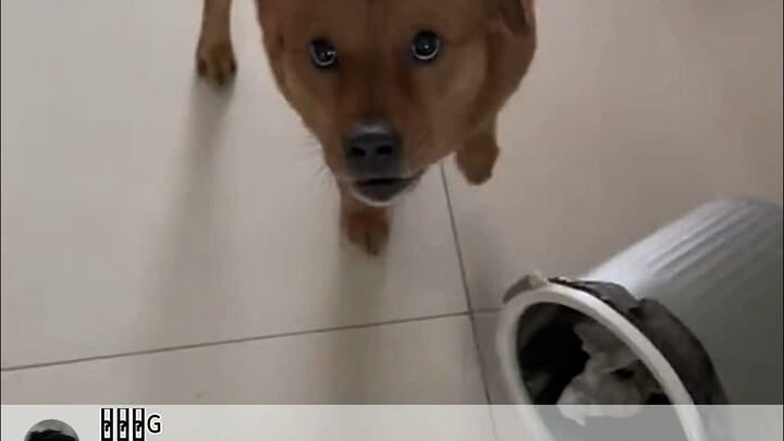 ชาวต่างชาติชมคลิปสุนัขจีนถูกเข้าใจผิดว่าล้มถังขยะ แปลคอมเมนต์ พร้อมใส่บับเบิลหลากสี