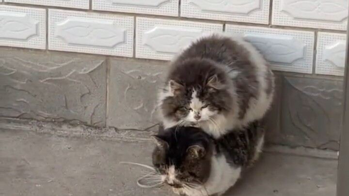 Burger dua lapis merek Kucing, siapa yang melihatnya tidak terpesona?
