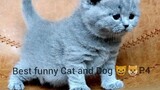 P4 Chó Mèo hài hước và dễ thương nhất🐈🐶