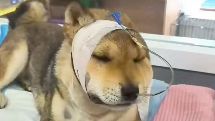 هذا هو الجرو الذي أنقذته بكل قوتي بعد أن نجح في صد الثعبان السام بالنسبة لي.