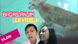 [VLOG LILIK & BAGAS] - Reaksi Kucing Jontong Saat Dengan Suara Kucing Tengkar!!!